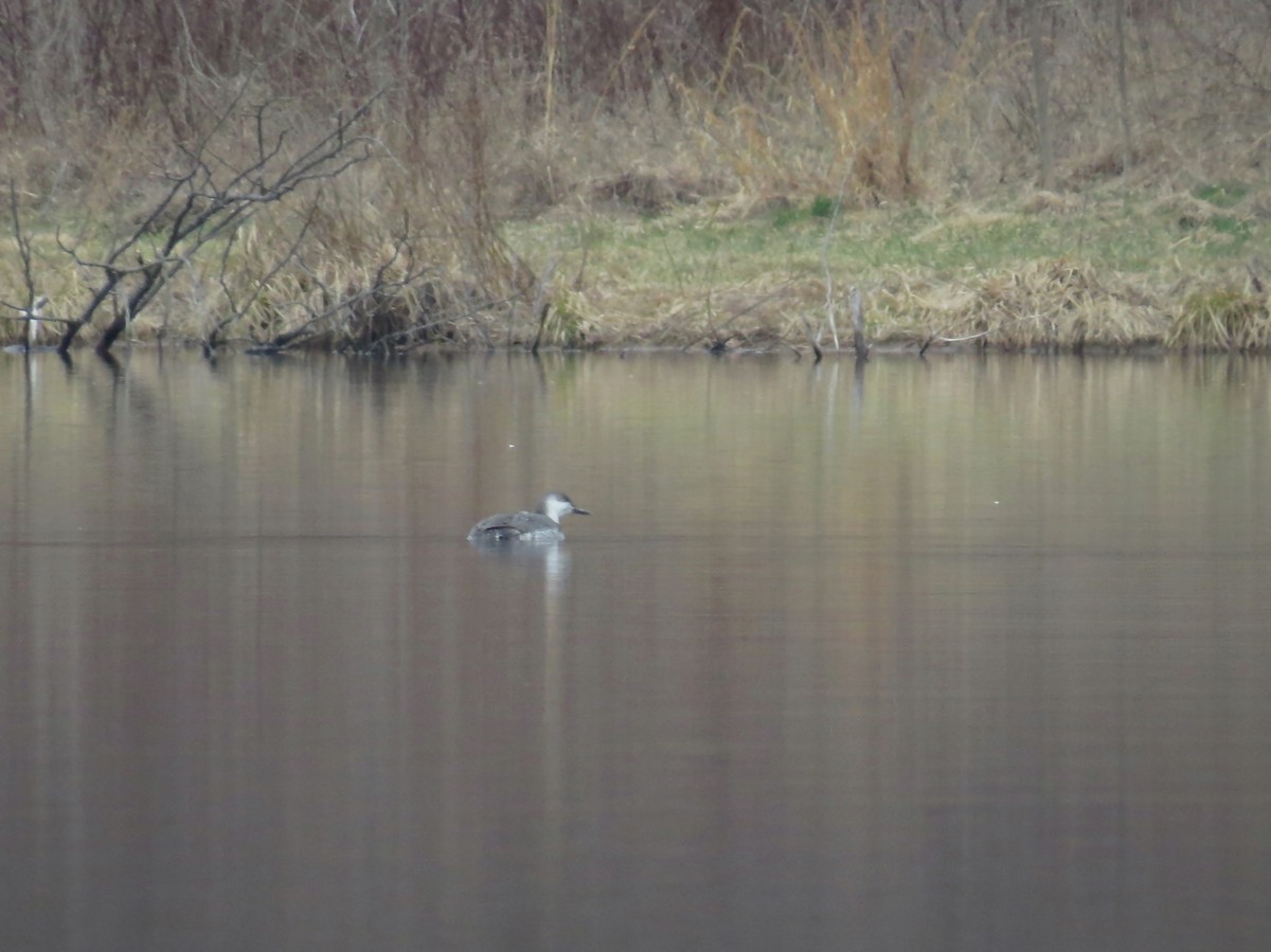 Red-throated Loon - ML176887211