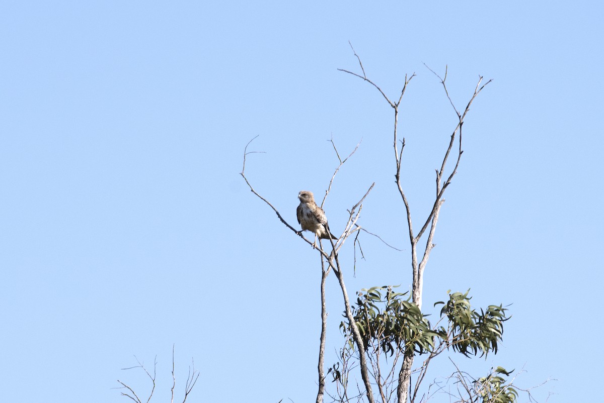 Short-toed Snake-Eagle - ML176889941