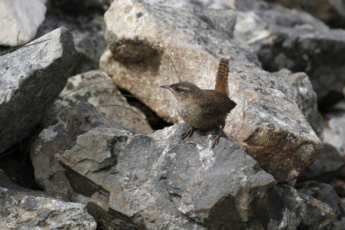 Eurasian Wren (St. Kilda) - ML176890441