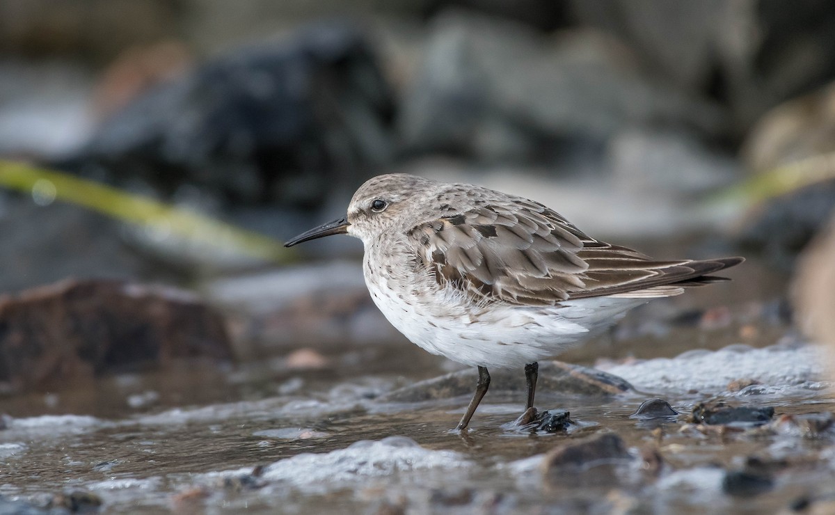 White-rumped Sandpiper - ML176890541