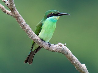Juvenile - Blue-throated Bee-eater