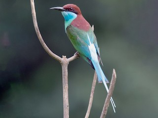 Adult - Blue-throated Bee-eater