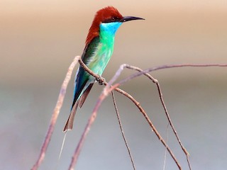 Adult - Blue-throated Bee-eater