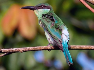 Immature - Blue-throated Bee-eater