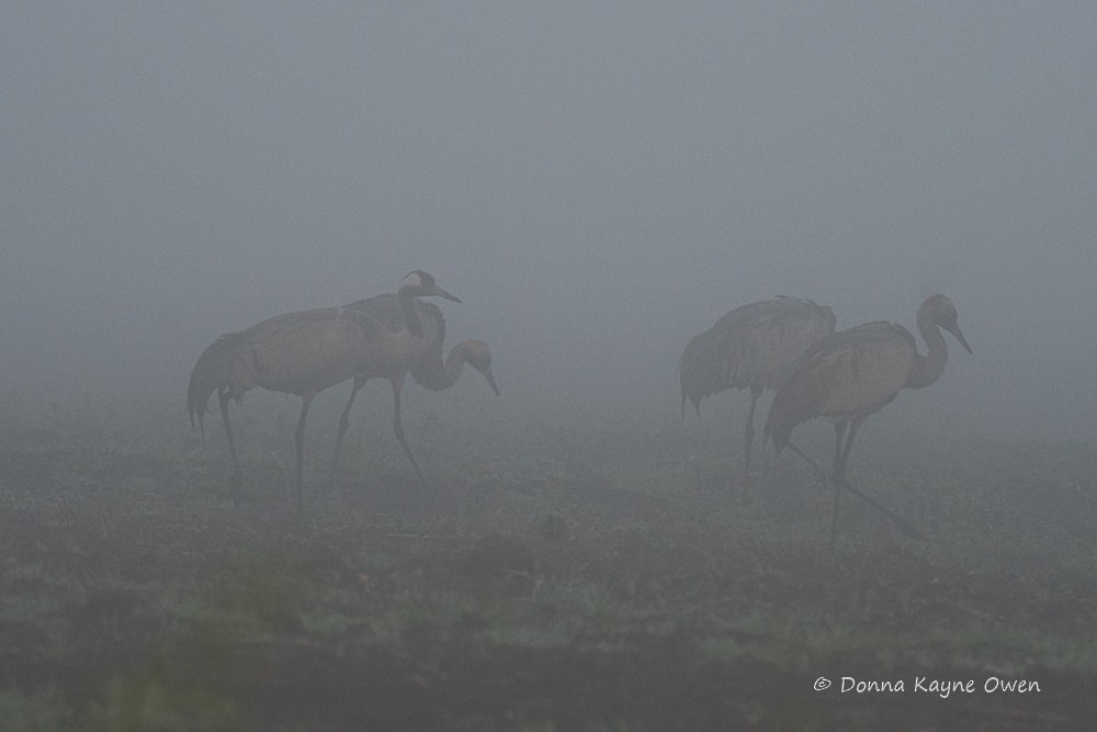 Common Crane - ML176892861