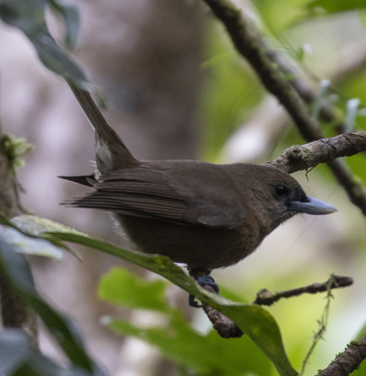 Southern Shrikebill - ML176893061