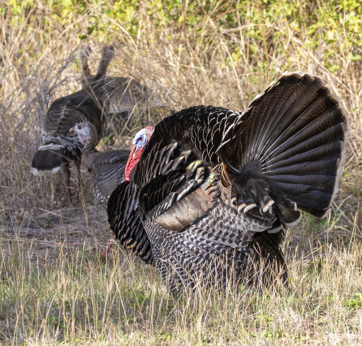 ML176893991 Wild Turkey Macaulay Library