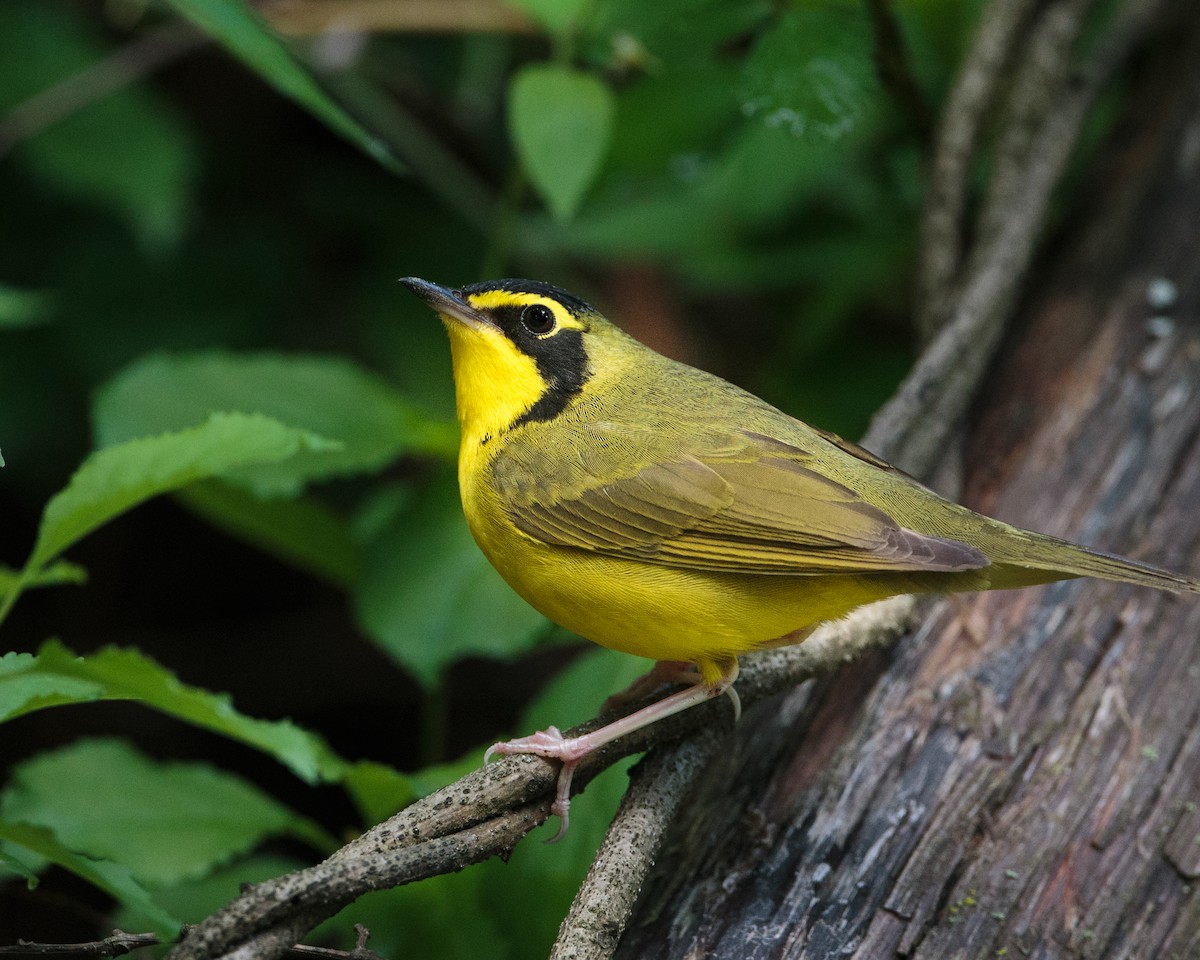Kentucky Warbler - Brian Smith
