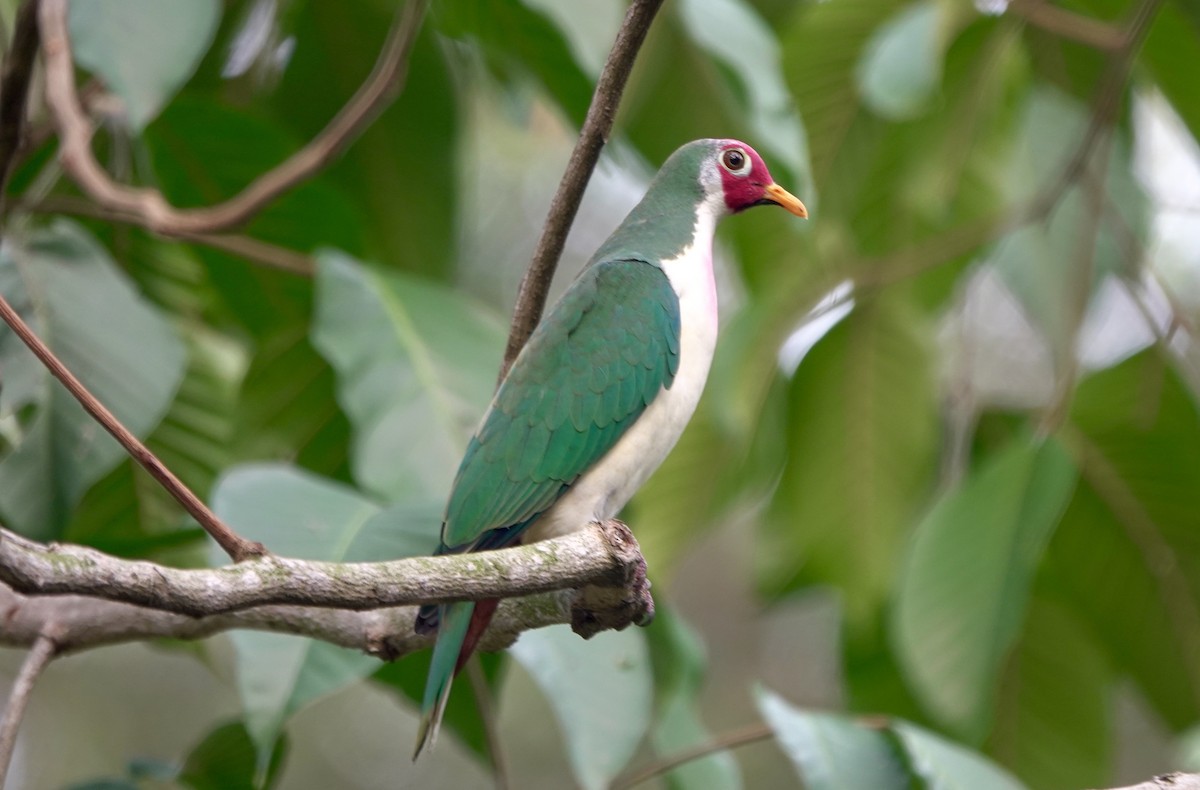 Jambu Fruit-Dove - Ramesh T
