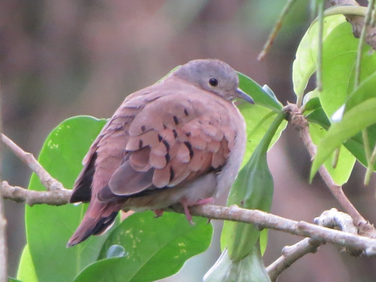 Ruddy Ground Dove - ML176895261