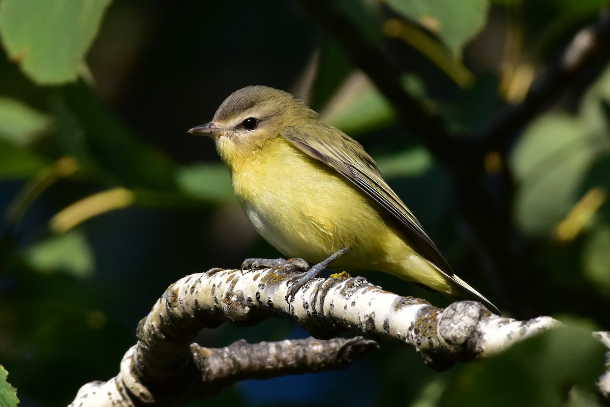 Vireo de Filadelfia - ML176895931