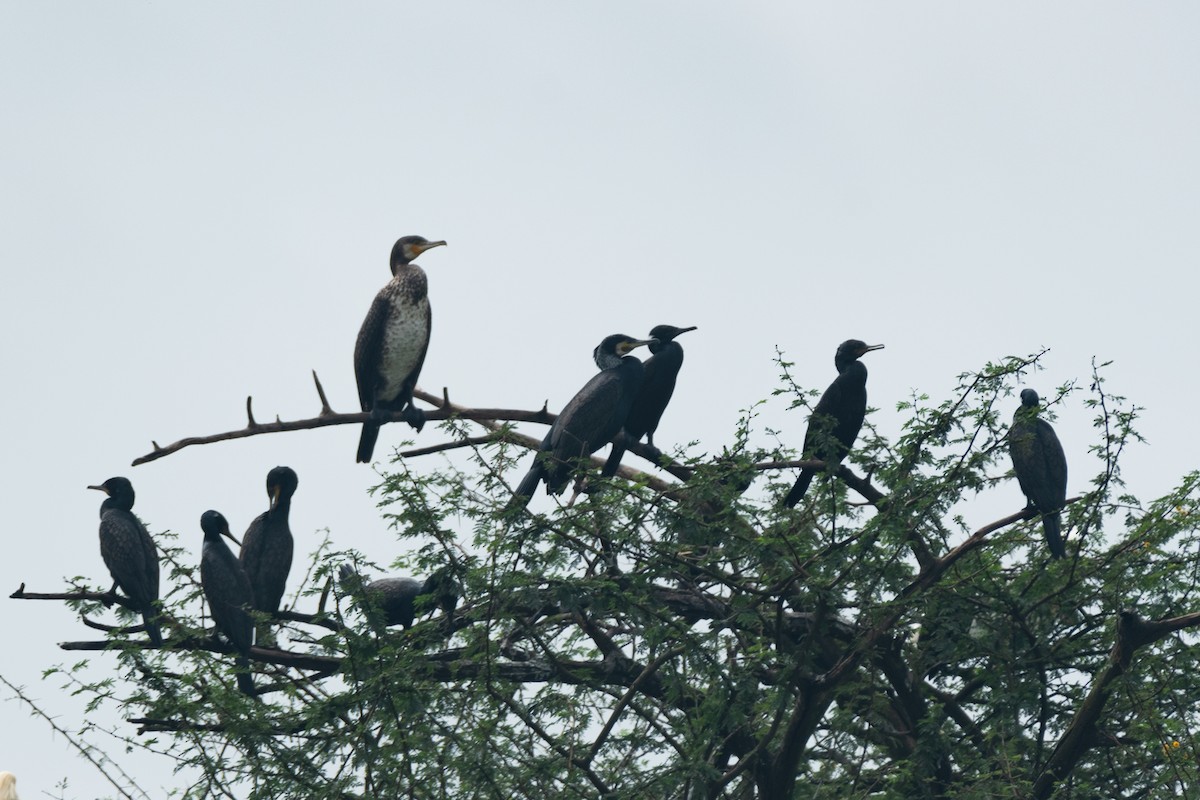 Indian Cormorant - Alok Katkar