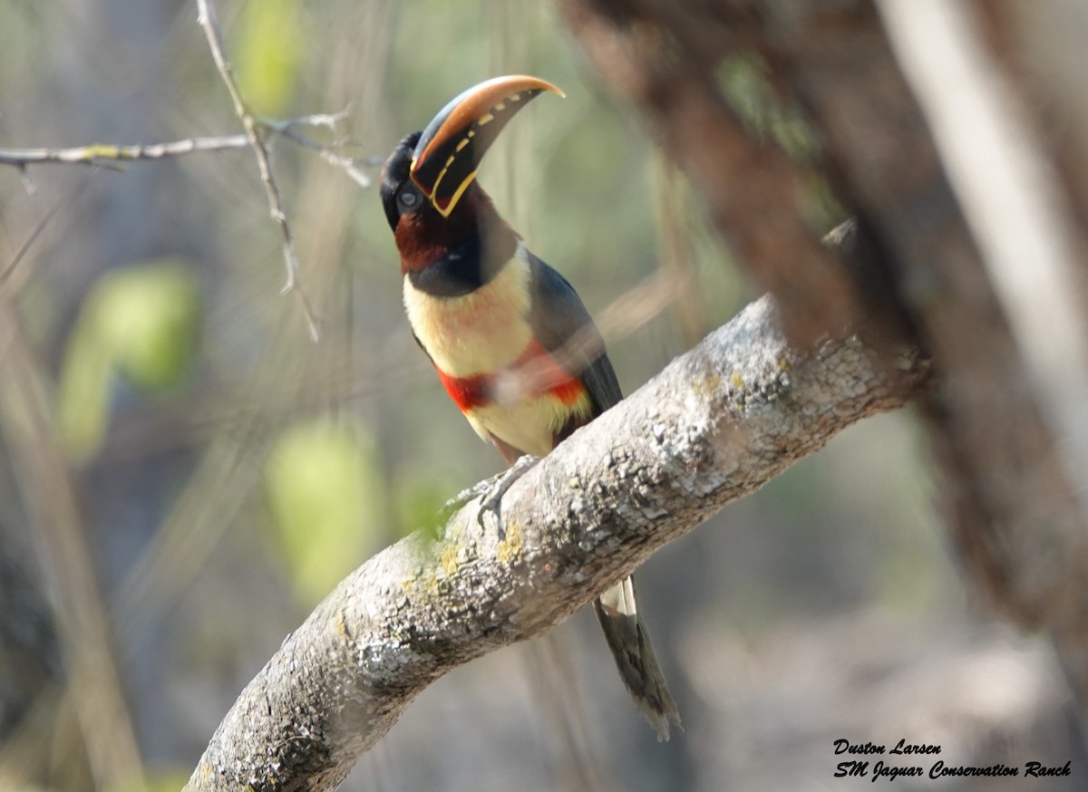 Chestnut-eared Aracari - ML176898811