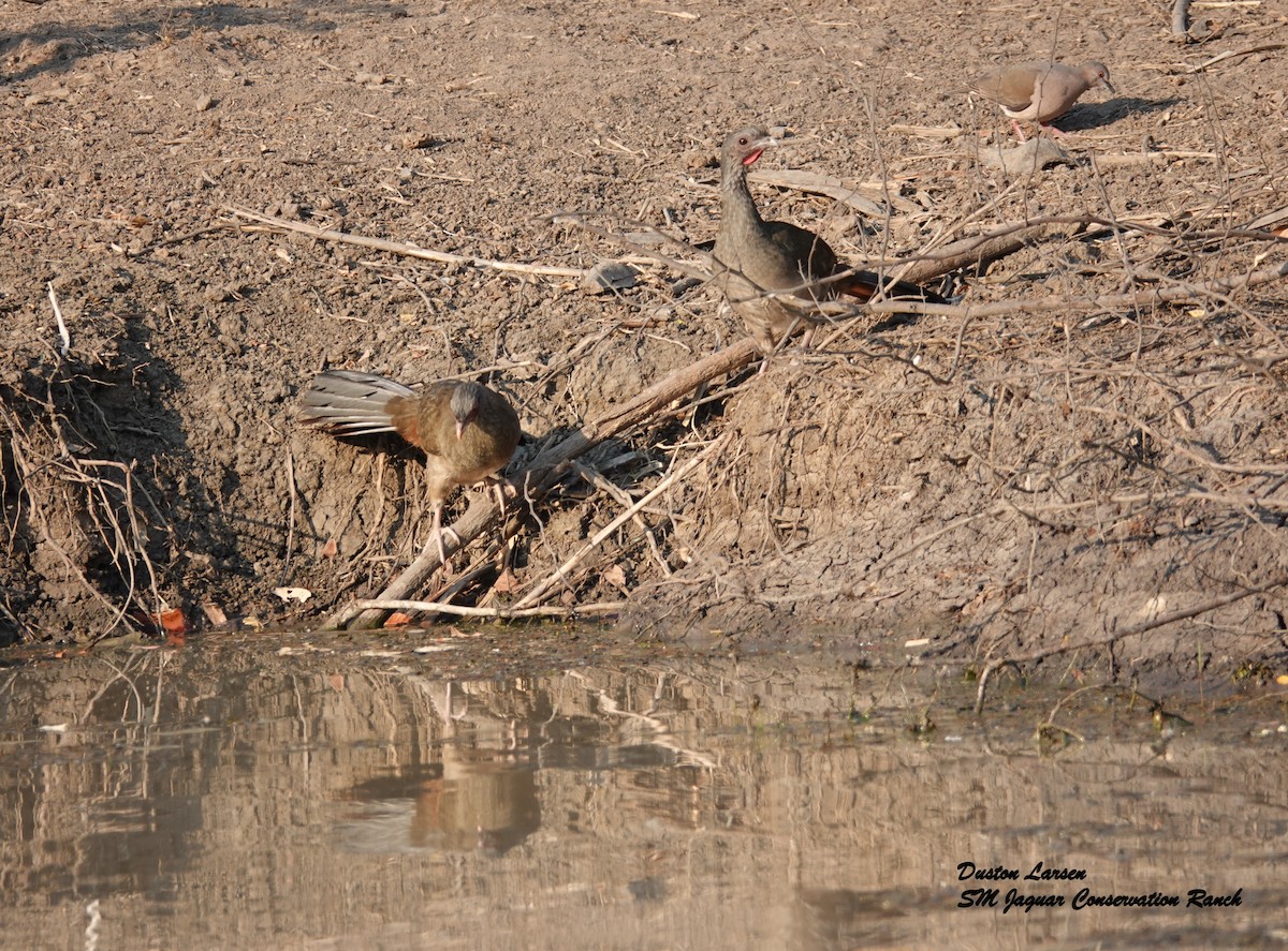 Chaco Chachalaca - Duston Larsen