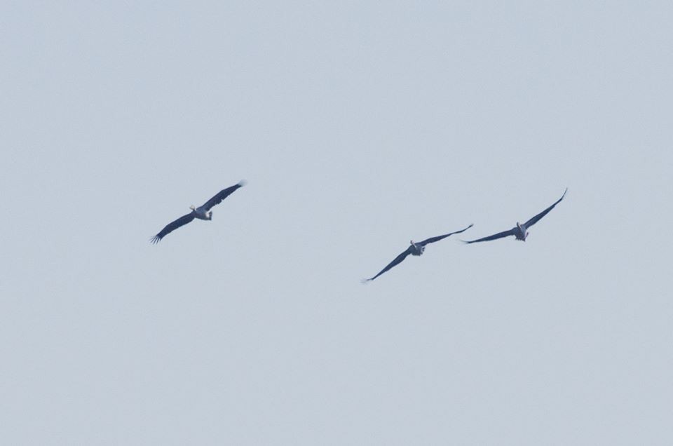 Great White Pelican - ML176899751