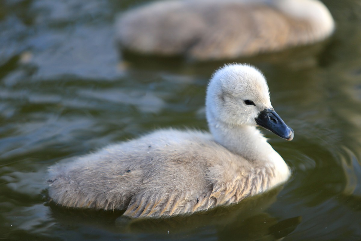 Cygne tuberculé - ML176900691