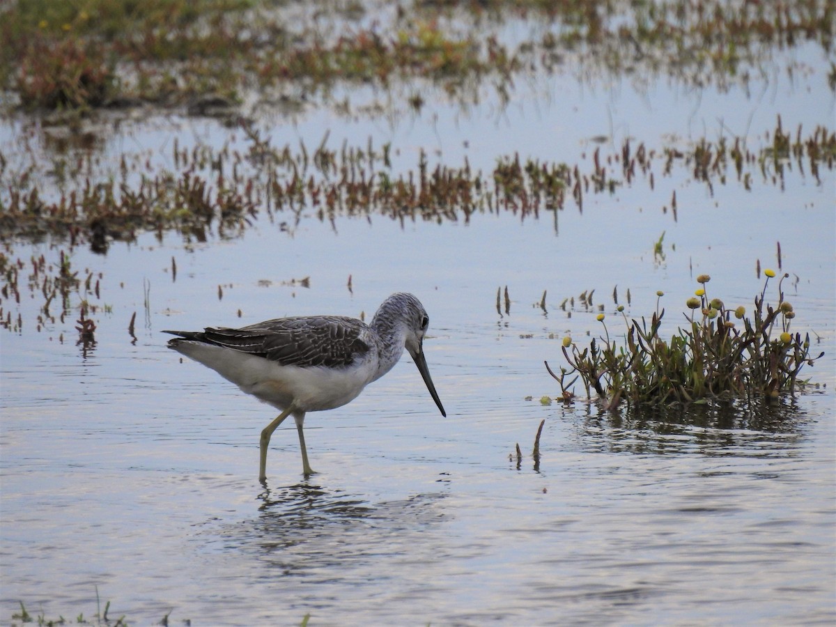 Common Greenshank - ML176901291