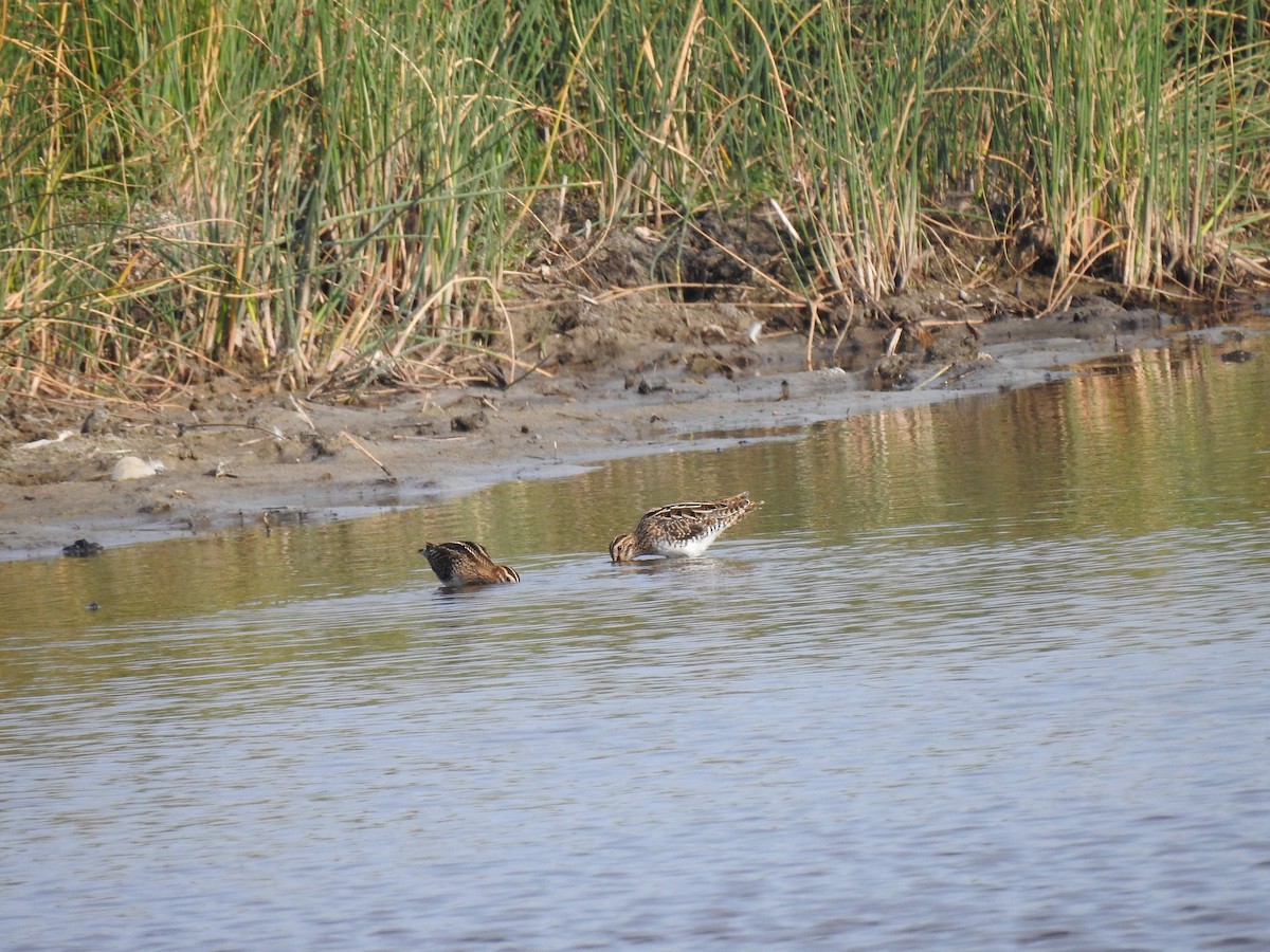 Common Snipe - ML176901911