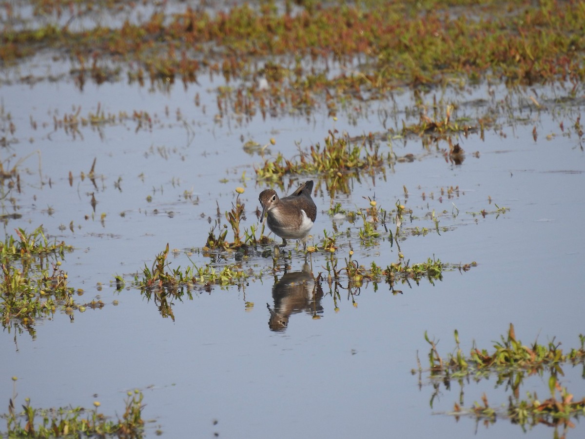 Common Sandpiper - ML176901951