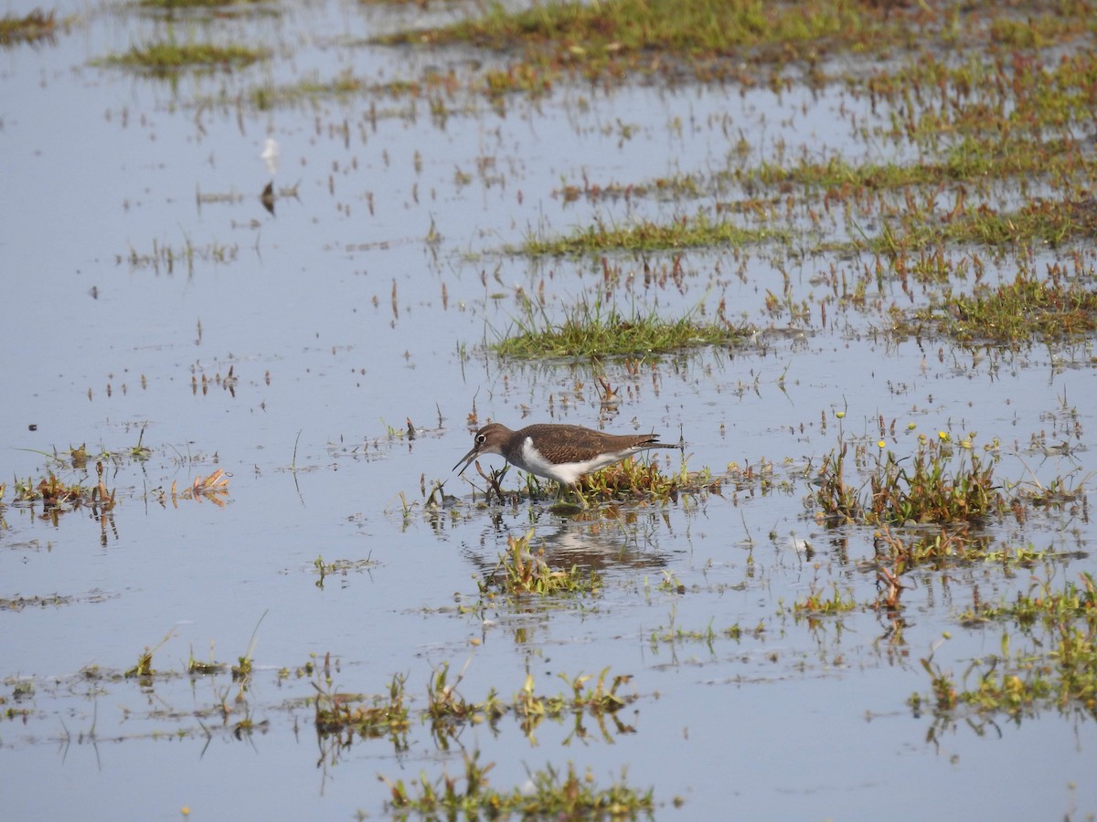 Common Sandpiper - ML176901961