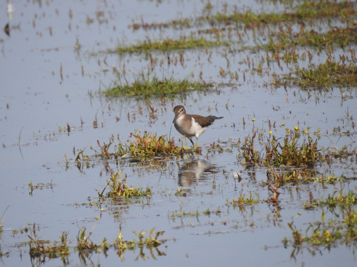 Common Sandpiper - ML176901971