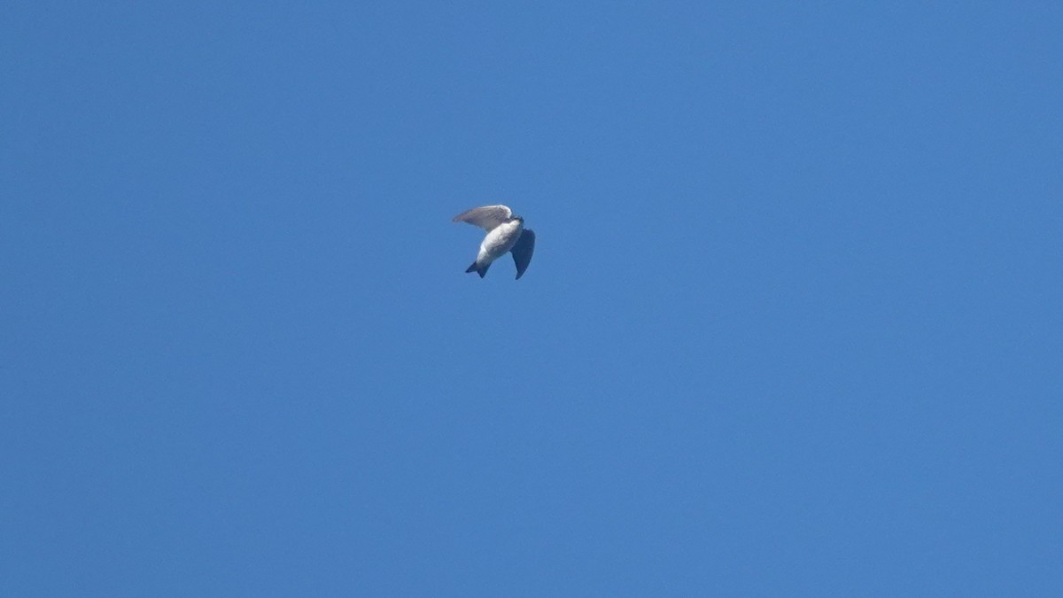 Tree Swallow - Barry Day