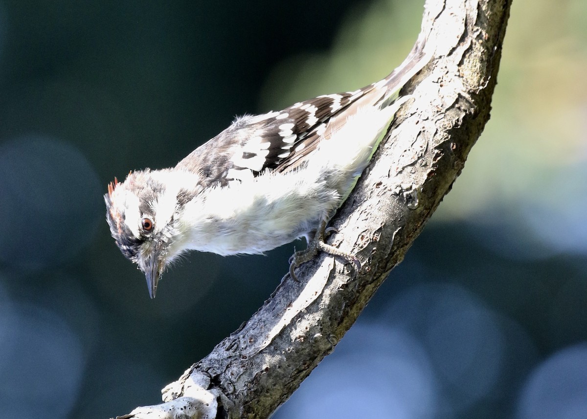 Downy Woodpecker - ML176903921