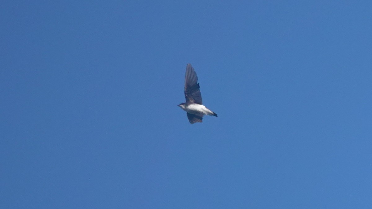 Tree Swallow - Barry Day