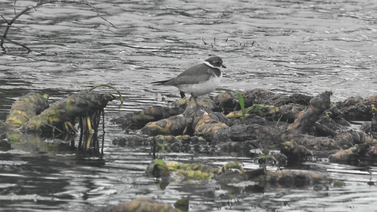 Semipalmated Plover - Barry Day