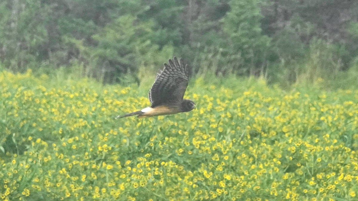 Northern Harrier - ML176904451