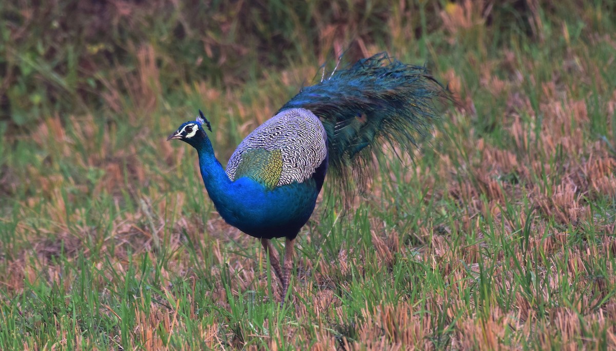 藍孔雀 - ML176904721