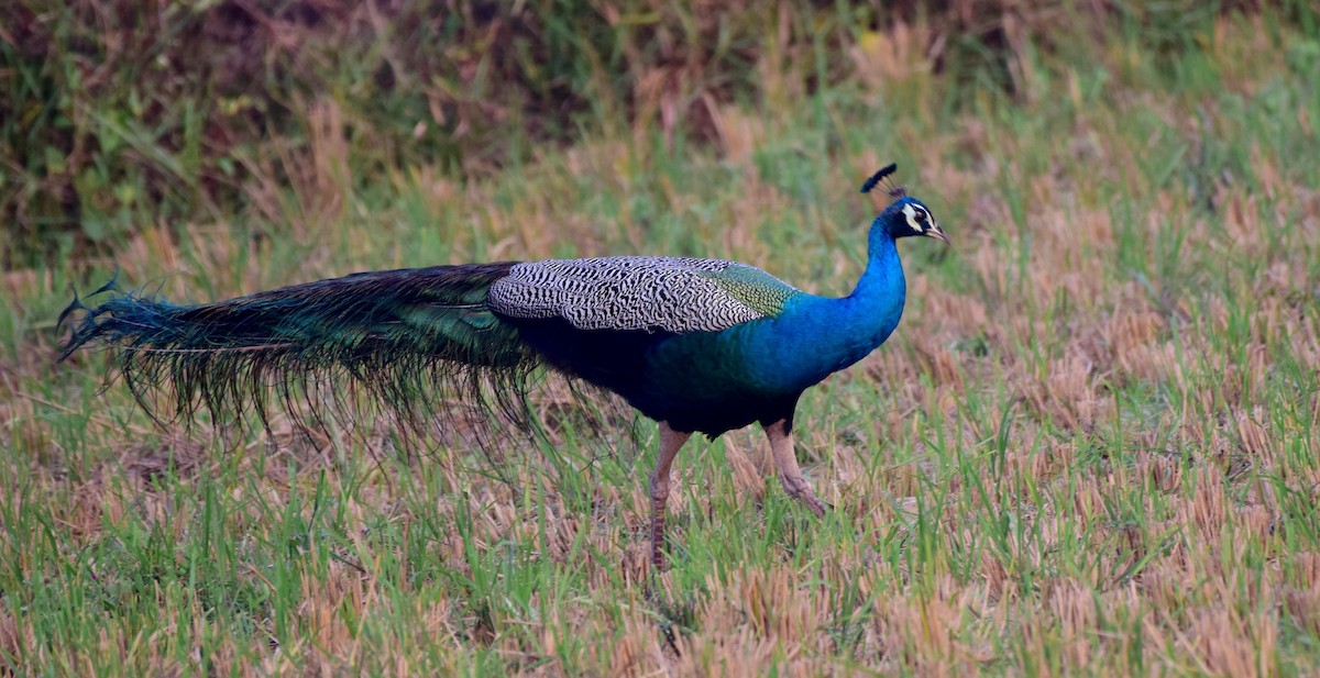 藍孔雀 - ML176904771