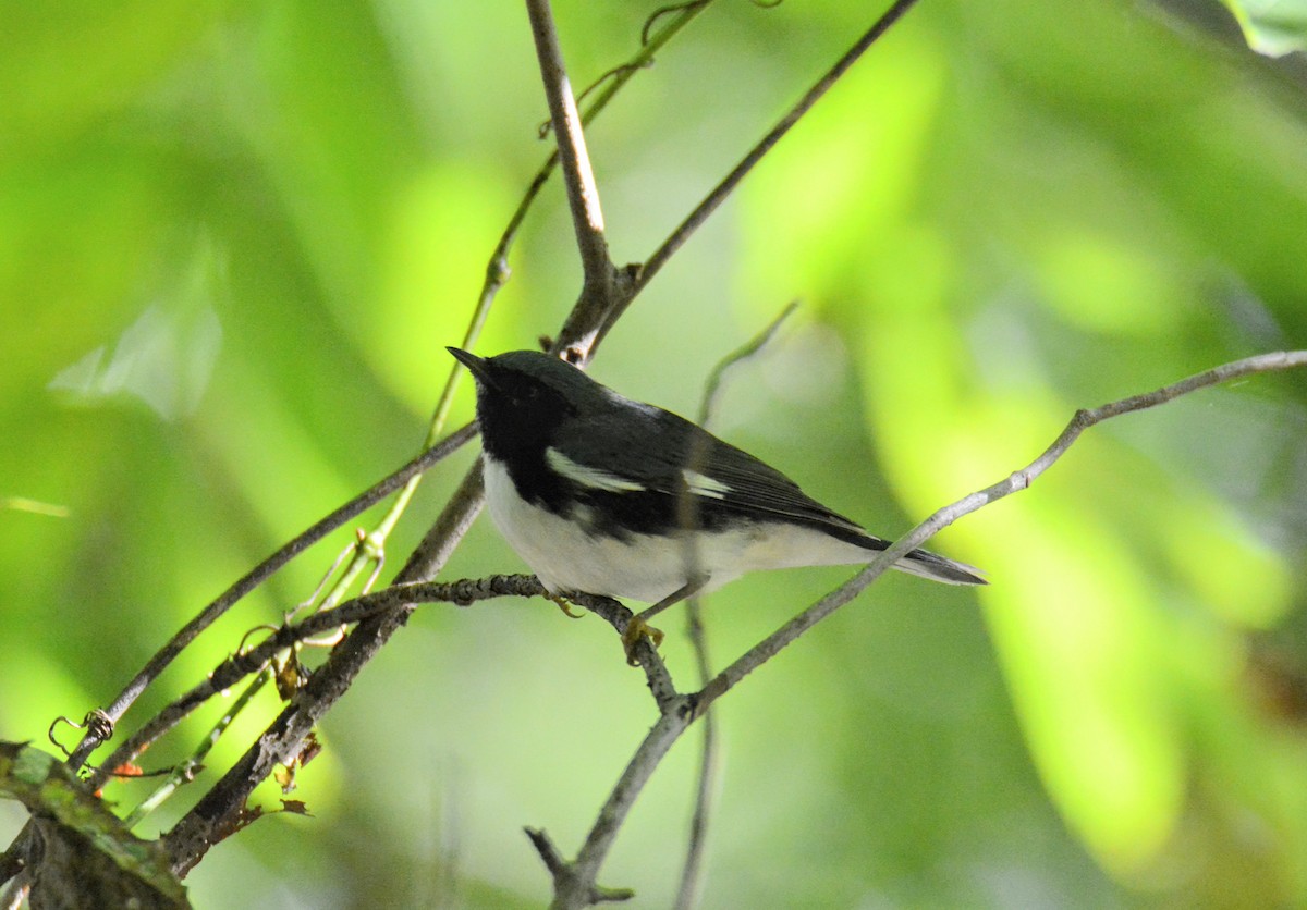 Black-throated Blue Warbler - ML176904911