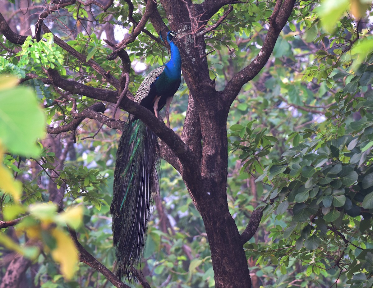 藍孔雀 - ML176904971