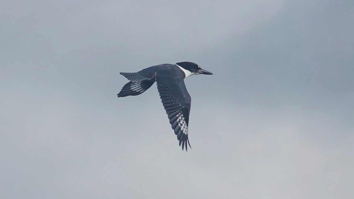 Martin-pêcheur d'Amérique - ML176905021