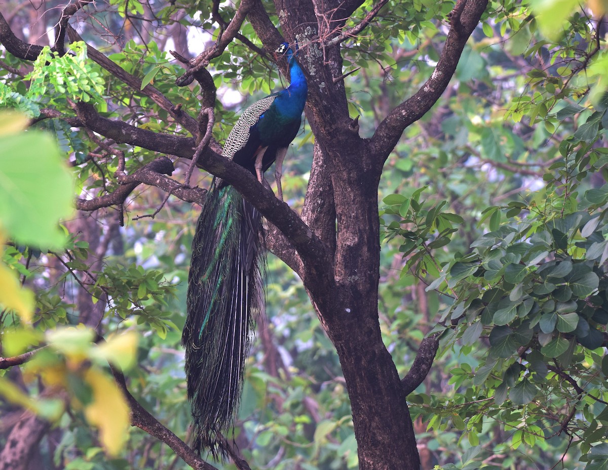 藍孔雀 - ML176905061