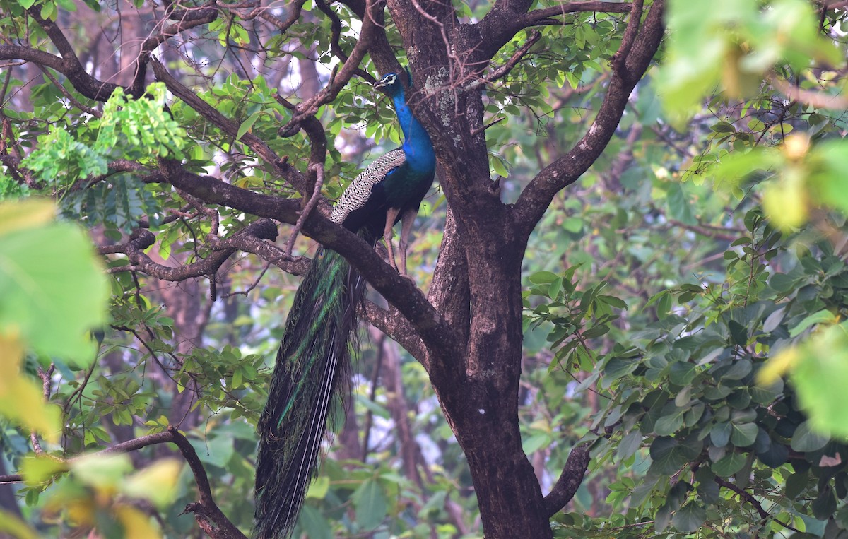 藍孔雀 - ML176905131