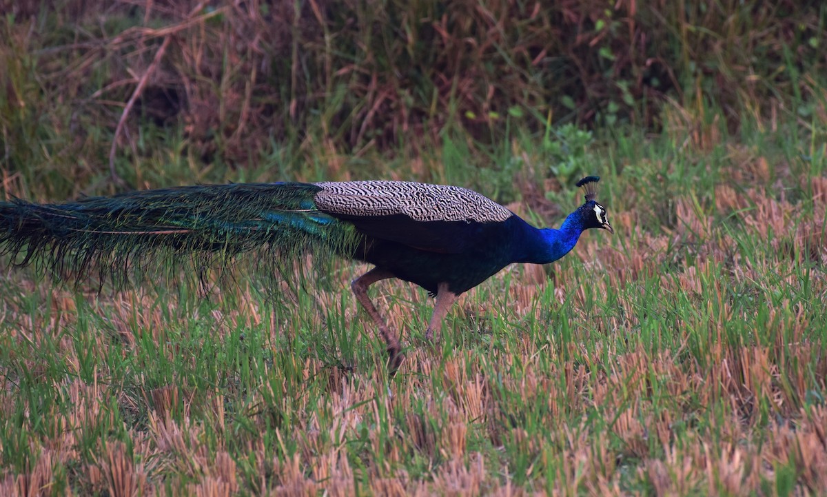 藍孔雀 - ML176905141