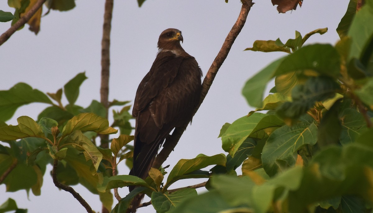 黑鳶 - ML176905221