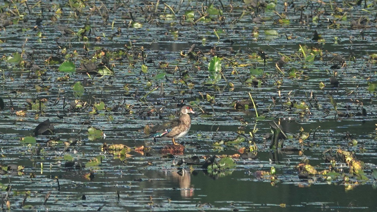 Wood Duck - ML176905521