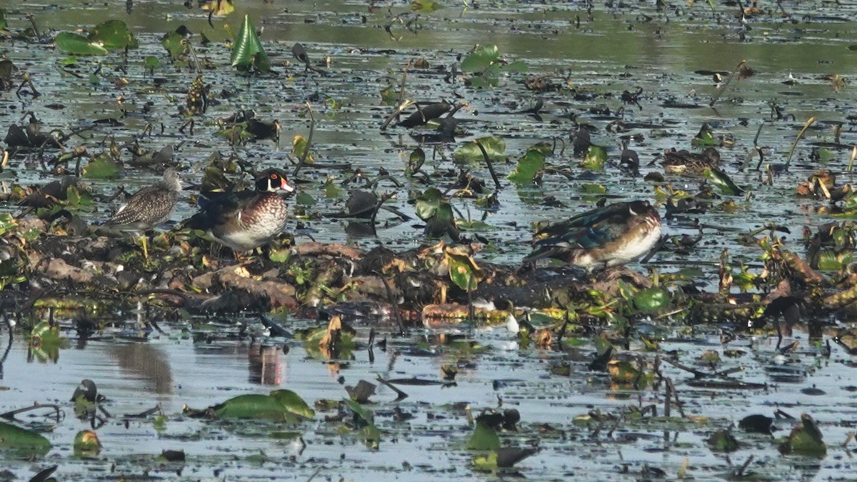 Wood Duck - ML176906041