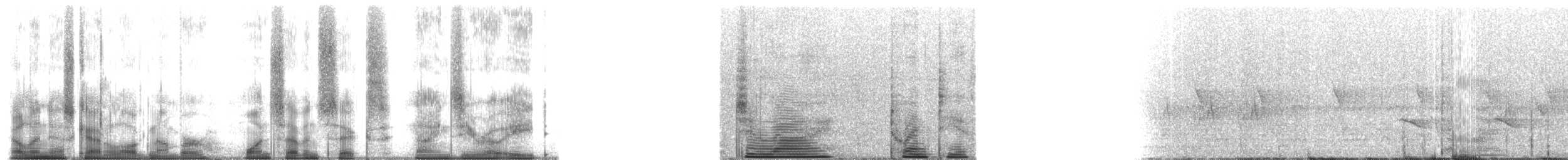 Red-tailed Monkey - ML176908