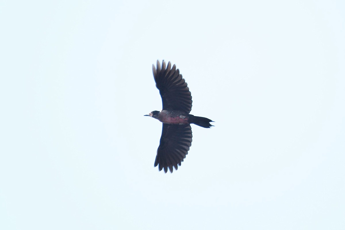 Lewis's Woodpecker - ML176908341