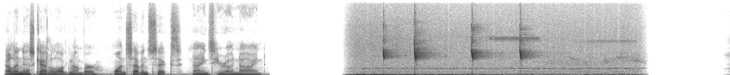 Red-tailed Monkey - ML176909