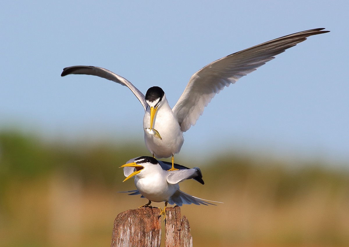 Yellow-billed Tern - ML176910641