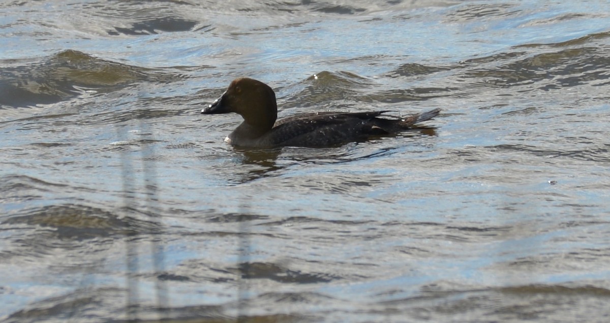 Common Goldeneye - ML176911141