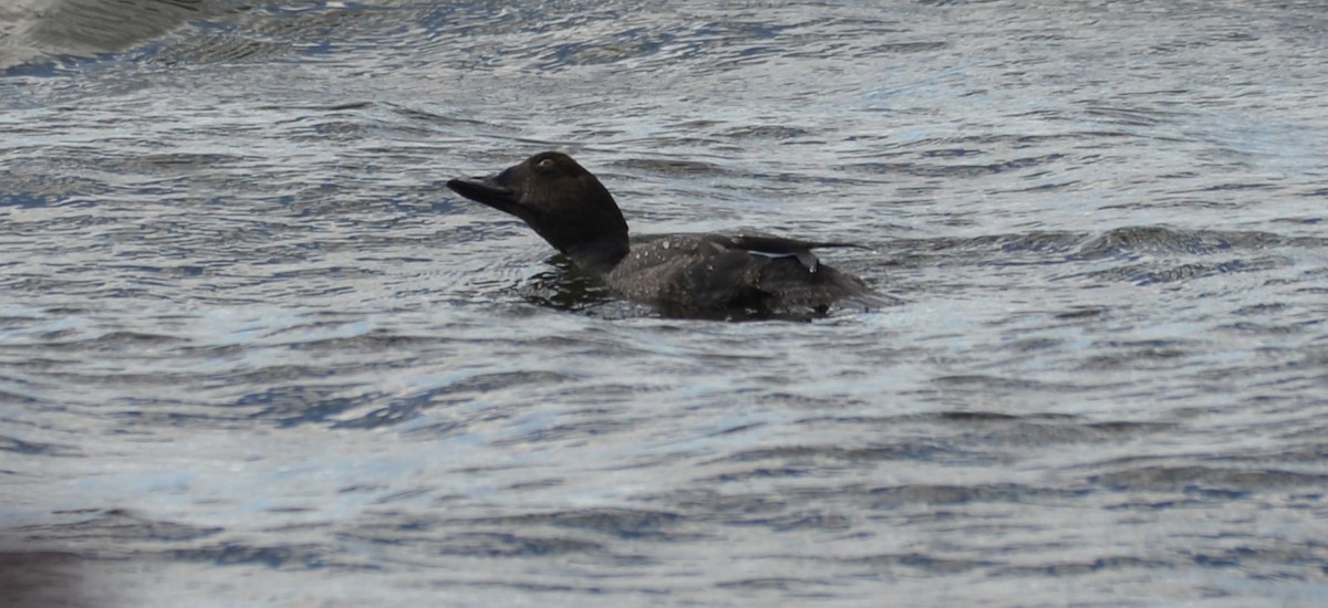 Common Goldeneye - ML176911161