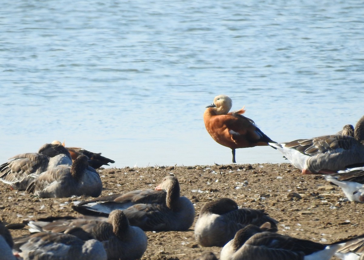 Ruddy Shelduck - ML176911921