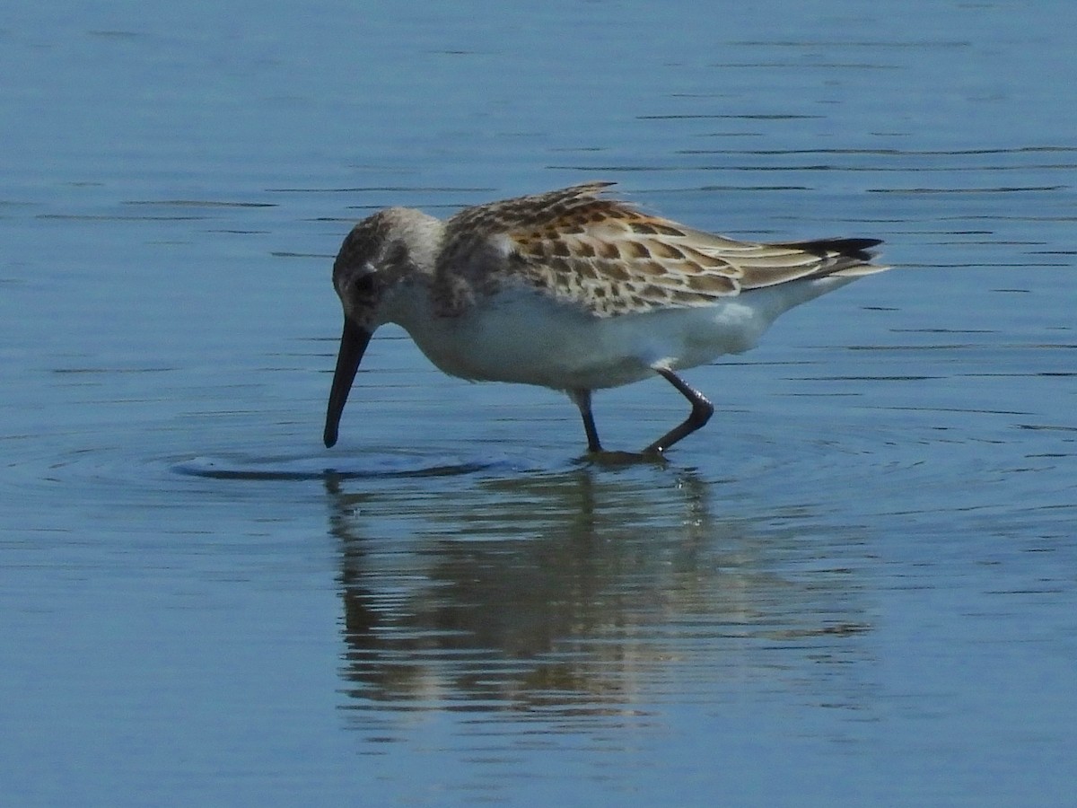 Western Sandpiper - Malcolm Mark Swan