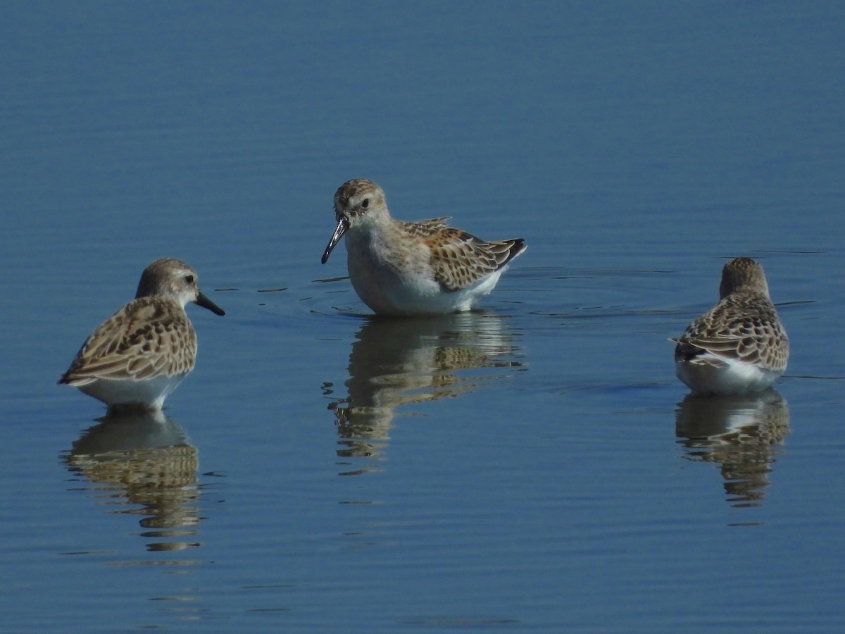 Western Sandpiper - Malcolm Mark Swan